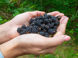 Handful of ripe blackberries in the female palms