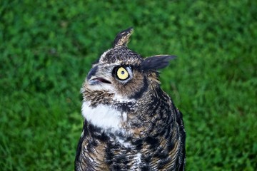 Close-up portrait of a great horned owl (Bubo virginianus) -- also known as the tiger owl or the hoot owl -- a raptor that is native to the Americas.