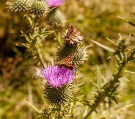 zyg&egrave;ne sur un chardon