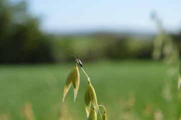 Small insect on top of oat panicle