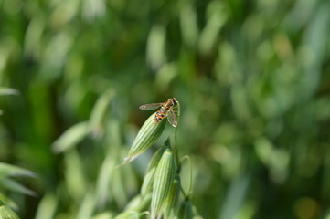 Small red fly on the panicle of oats