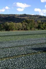 Fototapeta na wymiar countryside,field,landscape,crop,hill,rural,plant,rural,rows