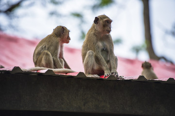 Monkeys on a roof