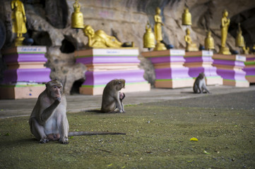 Macaque rhesus with Buddha sculptures