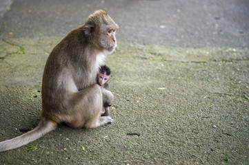 Monkey with child