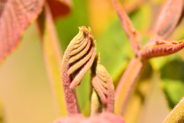 Flora in Ecuador