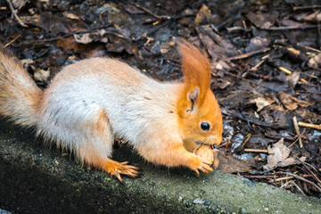 Red squirrel gnaws a nut.