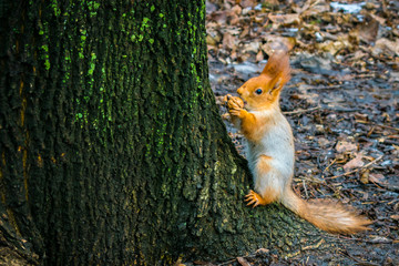 The squirrel eats a walnut near a tree.