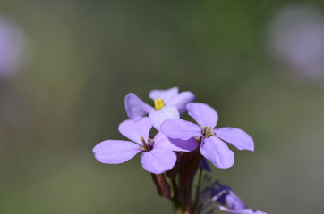 Purple flowers