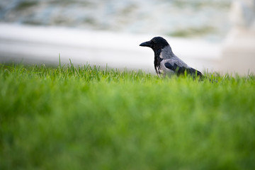 Hooded European Crow flying through Belvedere park in Austria Vienna