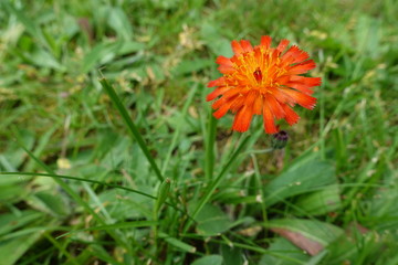 A birght orange dandelion in the grass.