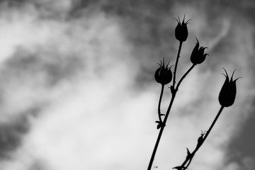 A silhouette of flower pods standing tall in the garden.