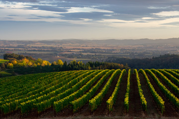 Looking down on an Oregon vineyard in early fall, distant trees glowing gold and each row of vines tipped by afternoon sun. 