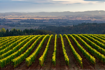 Looking over a view of an Oregon vineyard, lines of vines tipped by afternoon sun, a glow highlighting the distant valley backed by blue hills.  - obrazy, fototapety, plakaty