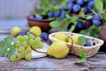 Still life with pears, plums and grapes