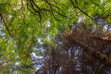 trees in the woods