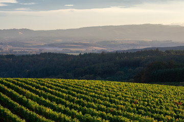An Oregon vineyard glows in the foreground, each row highlighted by afternoon sun, dark forest behind, and a view over a valley to distant hills. 