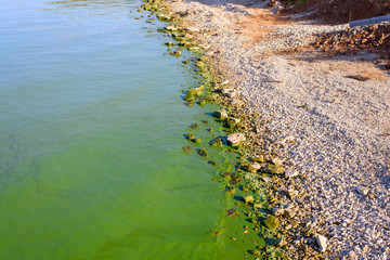River Bank polluted with blue-green algae, ecology, environment, danger.