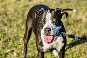 Portrait of white and dark brown mixed breed dog, pink tongue sticking out, standing in a park, dog collar and leash, yellow, green grass in background, sunny fall day