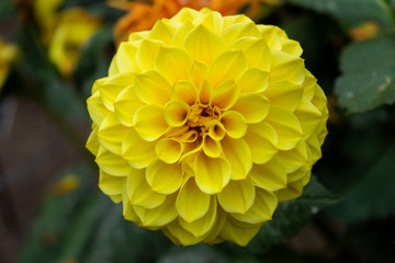 Yellow dahlia flower in a garden close up