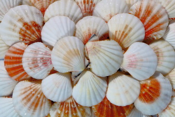 seashells on a blue background