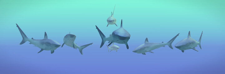 group of silvertip sharks