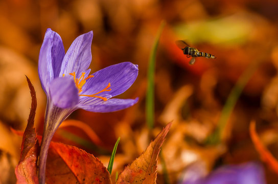 Blühende Herbstzeitlose im Visier einer Wespe/Biene