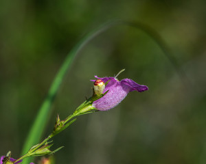 Prairie False Foxglove along the nature trail!