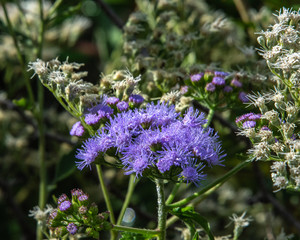 Blue Mistflower on the nature walk!