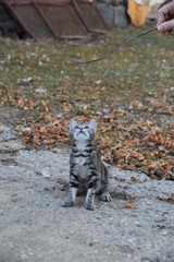 Katzenkind spielt