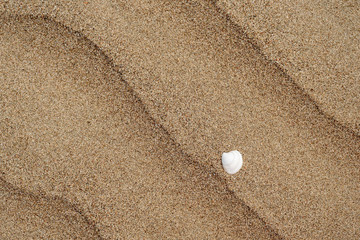 Fototapeta na wymiar The texture of a sandy beach with a white shell and streaks of sea waves