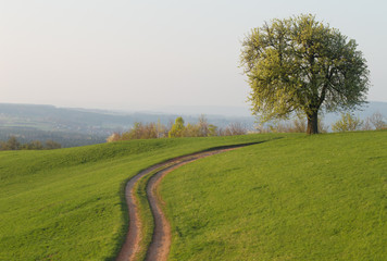 Lone tree on field
