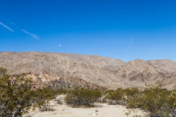 Moon over Joshua Tree National Park, California.