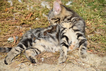 Katze
