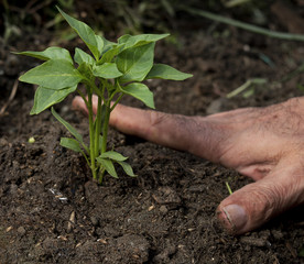 adult man planting tree