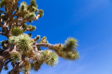 Joshua Tree against California blue sky.