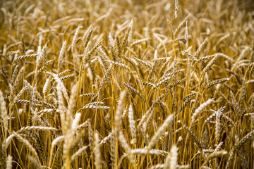 Golden wheat field with blue sky in background. Golden wheat field and sunny day