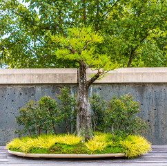 A Trimmed Bonsai Tree