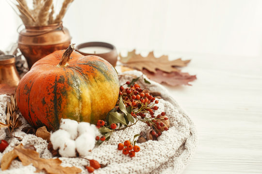 Happy Thanksgiving concept. Pumpkin, candle, fall leaves, berries, nuts, acorns, cotton, cinnamon on sweater and rustic white wood. Seasons greetings. Cozy autumn image