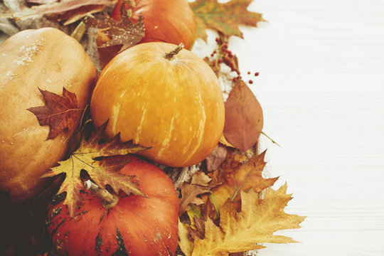 Happy Thanksgiving concept. Pumpkins and fall leaves, berries, nuts, acorns, cotton, cinnamon on sweater and rustic white wood. Seasons greetings. Cozy autumn image