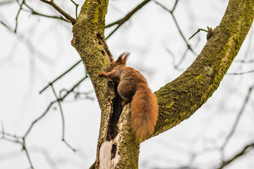 Wspinająca się wiewiórka © Piotr_Kardas