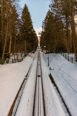 Tory © Piotr_Kardas