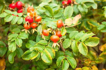 Ripe rose hips. Autumn berries