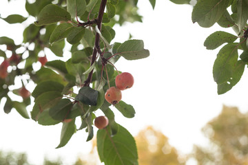 Ripe apples. Variety ratenki