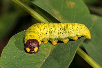 Silver-spotted Skipper Caterpillar ( Epargyreus clarus)