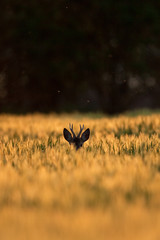 European roe deer, capreolus capreolus