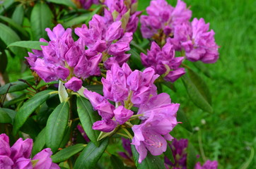 lila Rhododendron - Blüten