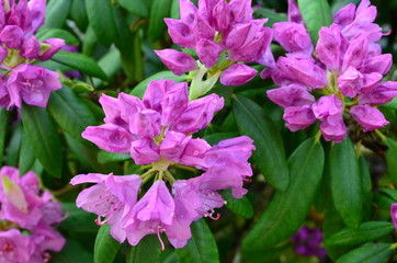 lila Rhododendronblüten mit Regentropfen