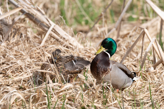 Mallard piar