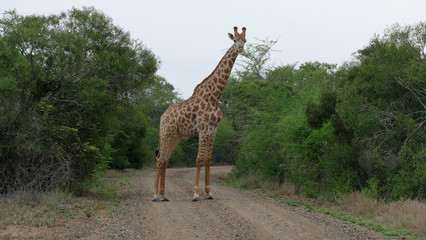 Giraffe Mkhuze National Park Südafrika